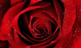 娱乐吃瓜酱带刺的玫瑰,揭秘带刺玫瑰背后的故事