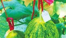 广州市吃瓜娱乐公司地址,探寻都市娱乐新地标